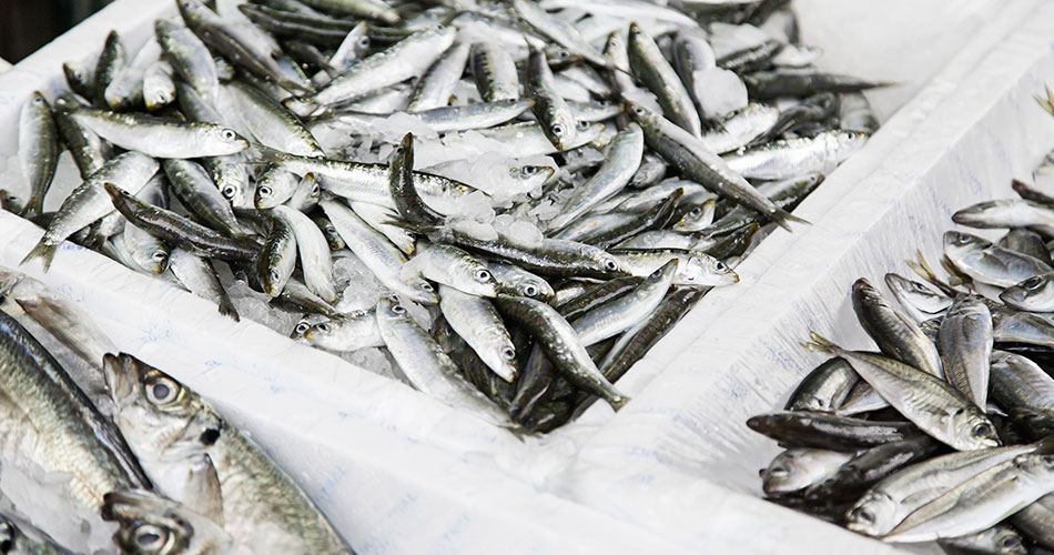 venta de pescados congelados